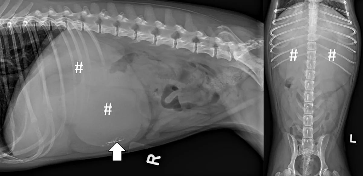 Right lateral and ventrodorsal abdominal radiographs of a dog showing signs of a duodenal foreign body causing chronic pyloric outflow obstruction.