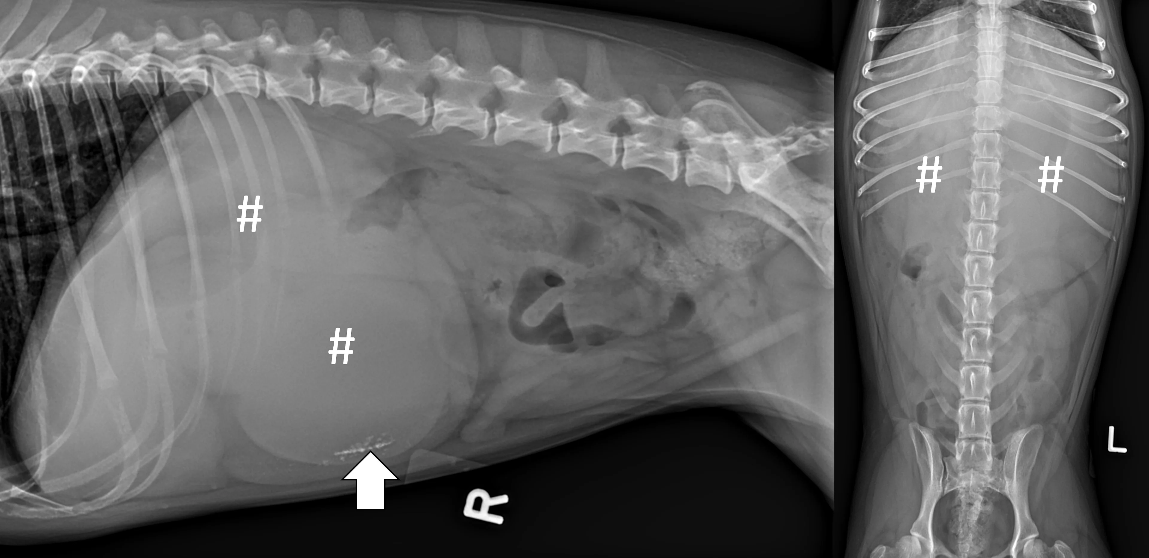 Right lateral and ventrodorsal abdominal radiographs of a dog showing signs of a duodenal foreign body causing chronic pyloric outflow obstruction.