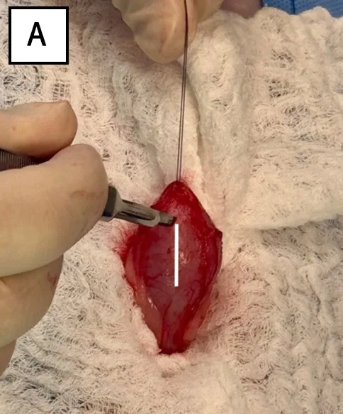 selected slide image