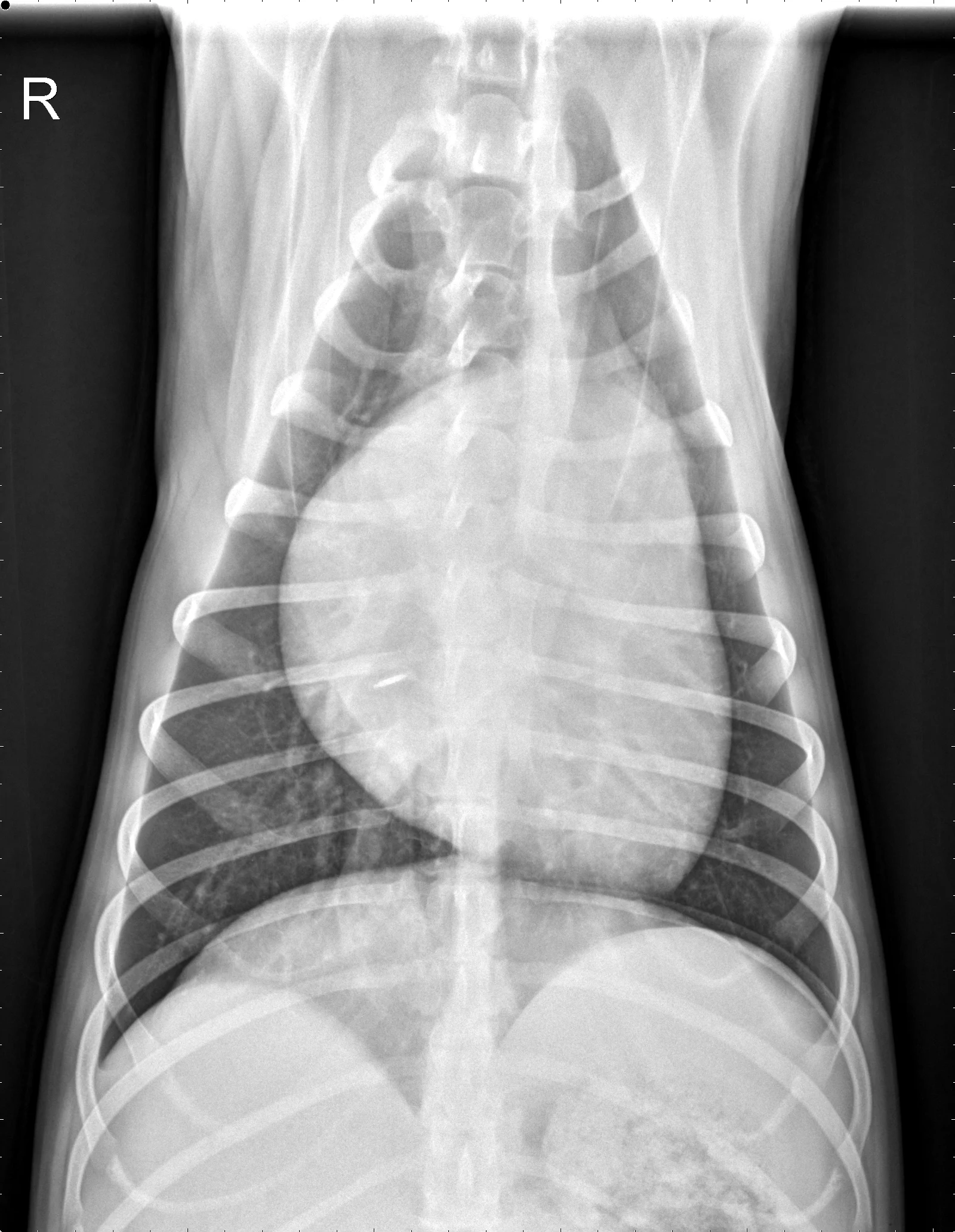 Radiographs in a dog with arrowheads highlighting findings.