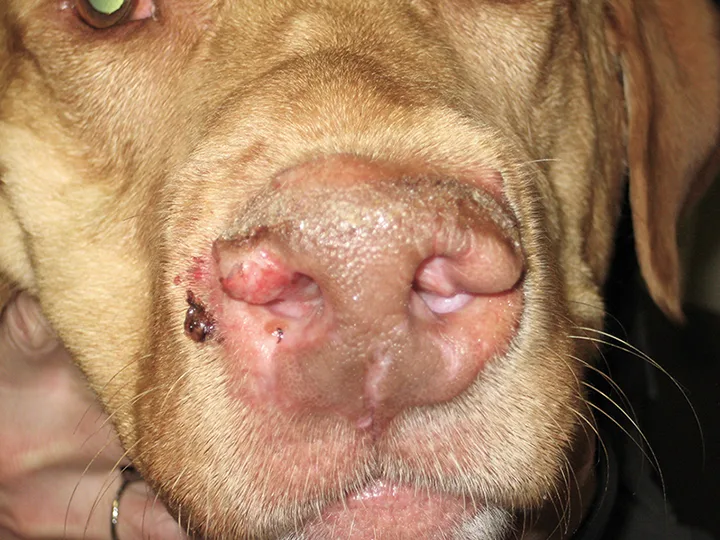 Swelling and ulceration of a dog's right alar fold and nasal planum.