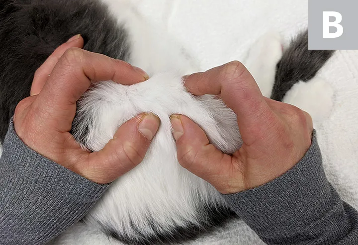 Images demonstrating how to perform tibial compression and cranial drawer tests.