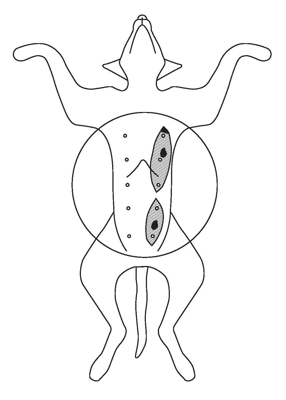 Drawing of the ventrum of a dog, showing where tumors in a mammary chain would be removed.