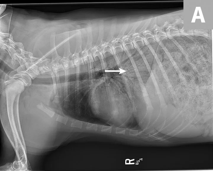 Right and left lateral thoracic x-rays of a dog with an arrow pointing to radiolucent region in caudodorsal field.
