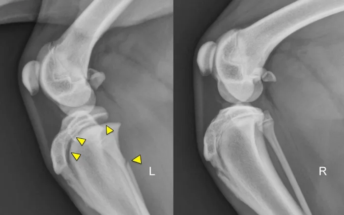 selected slide image