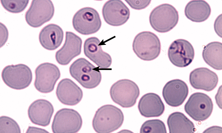 Blood parasite in dogs cure hotsell