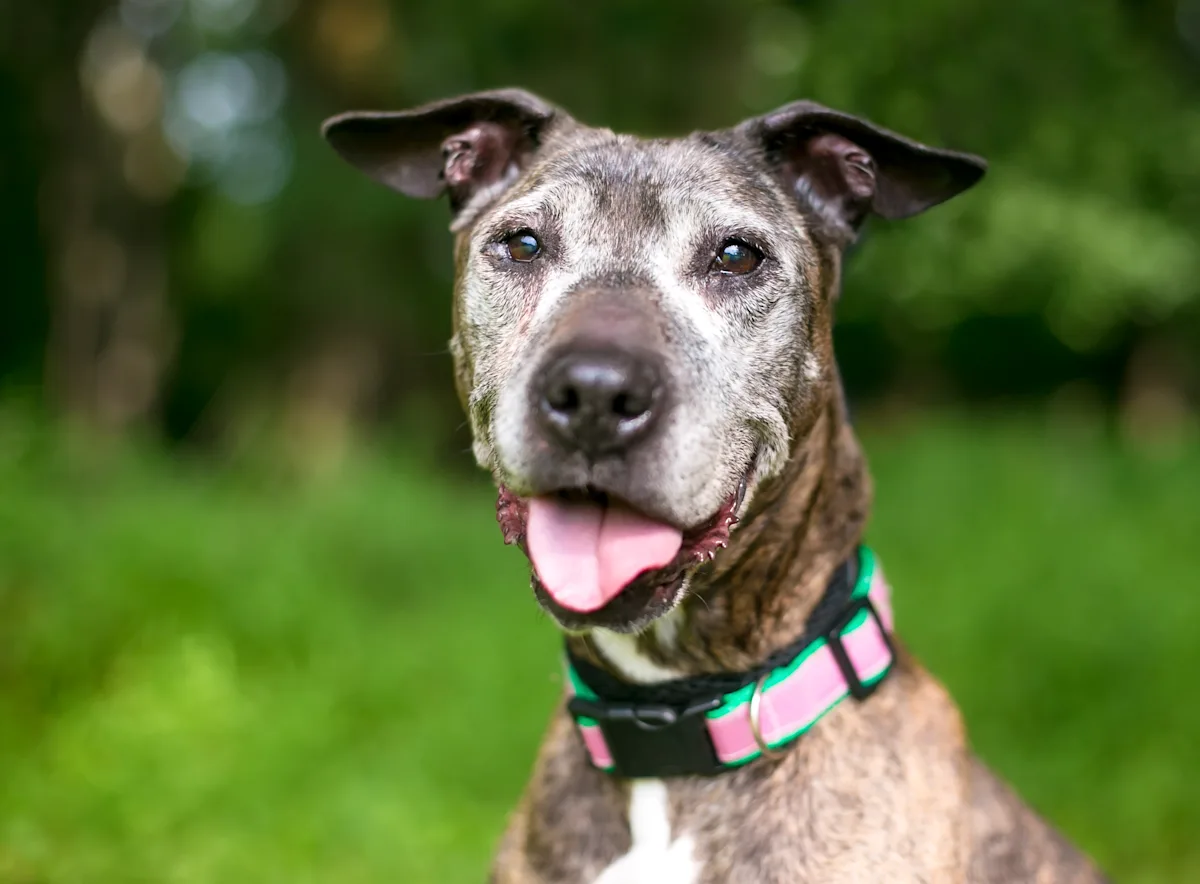A happy, senior brindle dog with a black collar and pink accents is standing outdoors in a lush green setting, showcasing a healthy coat and bright eyes. The dog is smiling with its tongue out, indicating a relaxed and friendly demeanor.