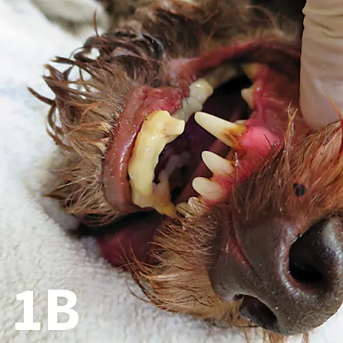 The broken, dislocated rostral mandible of a small dog before and after repair.