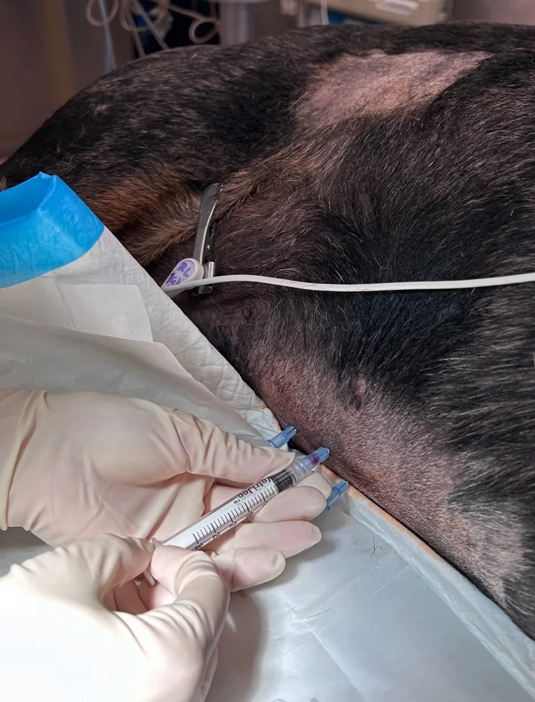 A veterinary team member is attaching a syringe to an open needle in a patient undergoing four-quadrant centesis. 