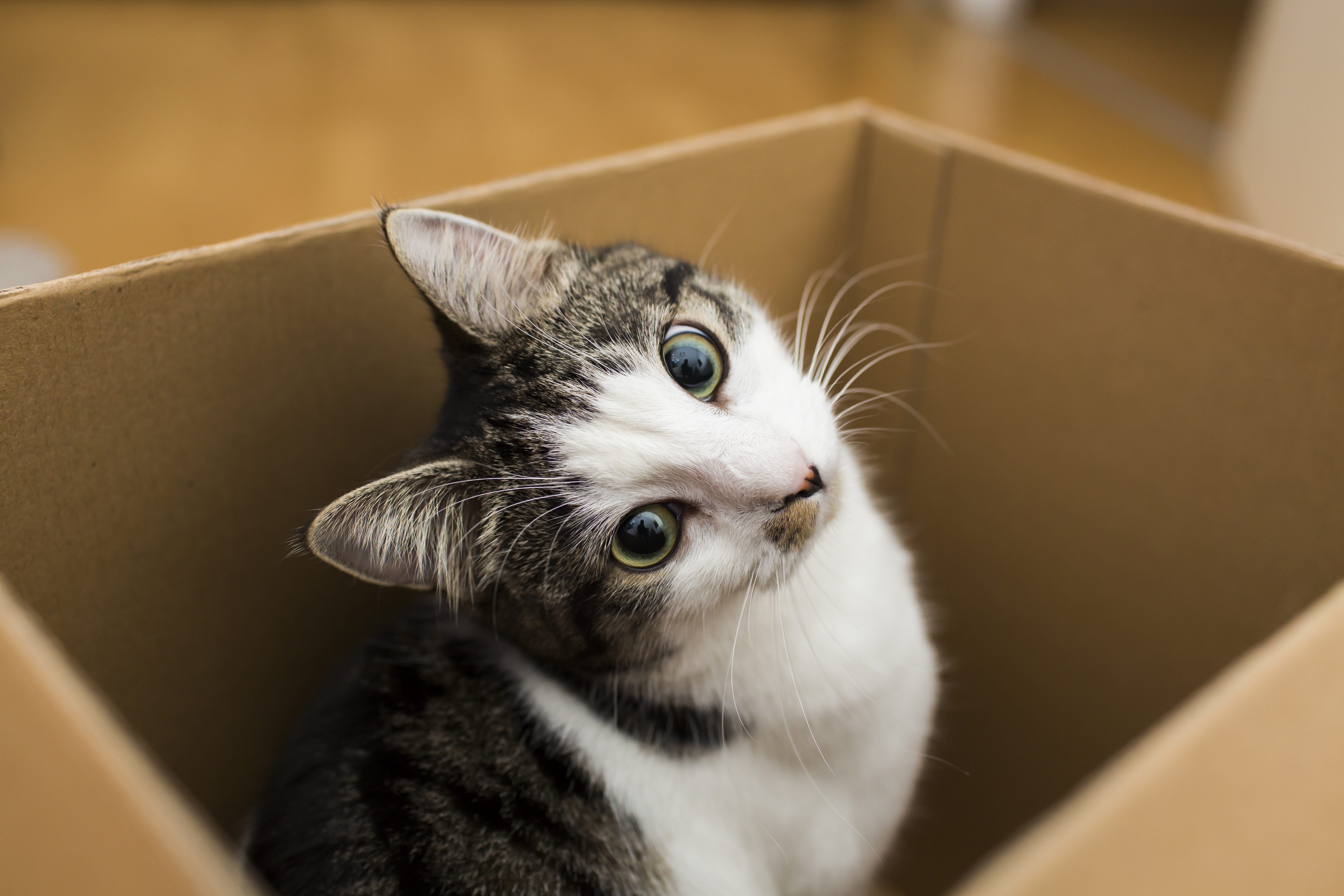 Feline Health Resource Center