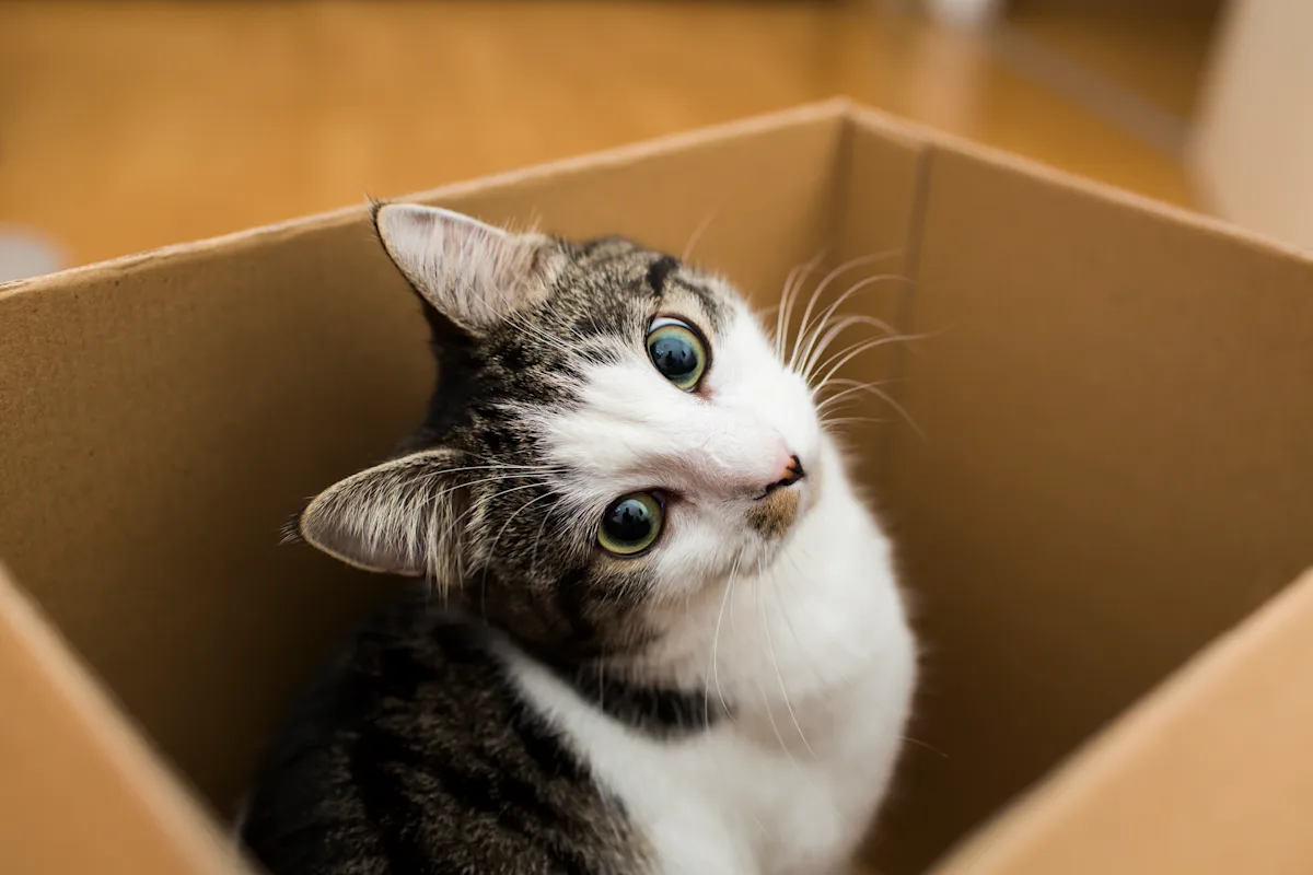 A curious domestic cat with a white and tabby coat sits inside a cardboard box, tilting its head to one side. The setting features a warm, wooden floor, suggesting a cozy indoor environment.