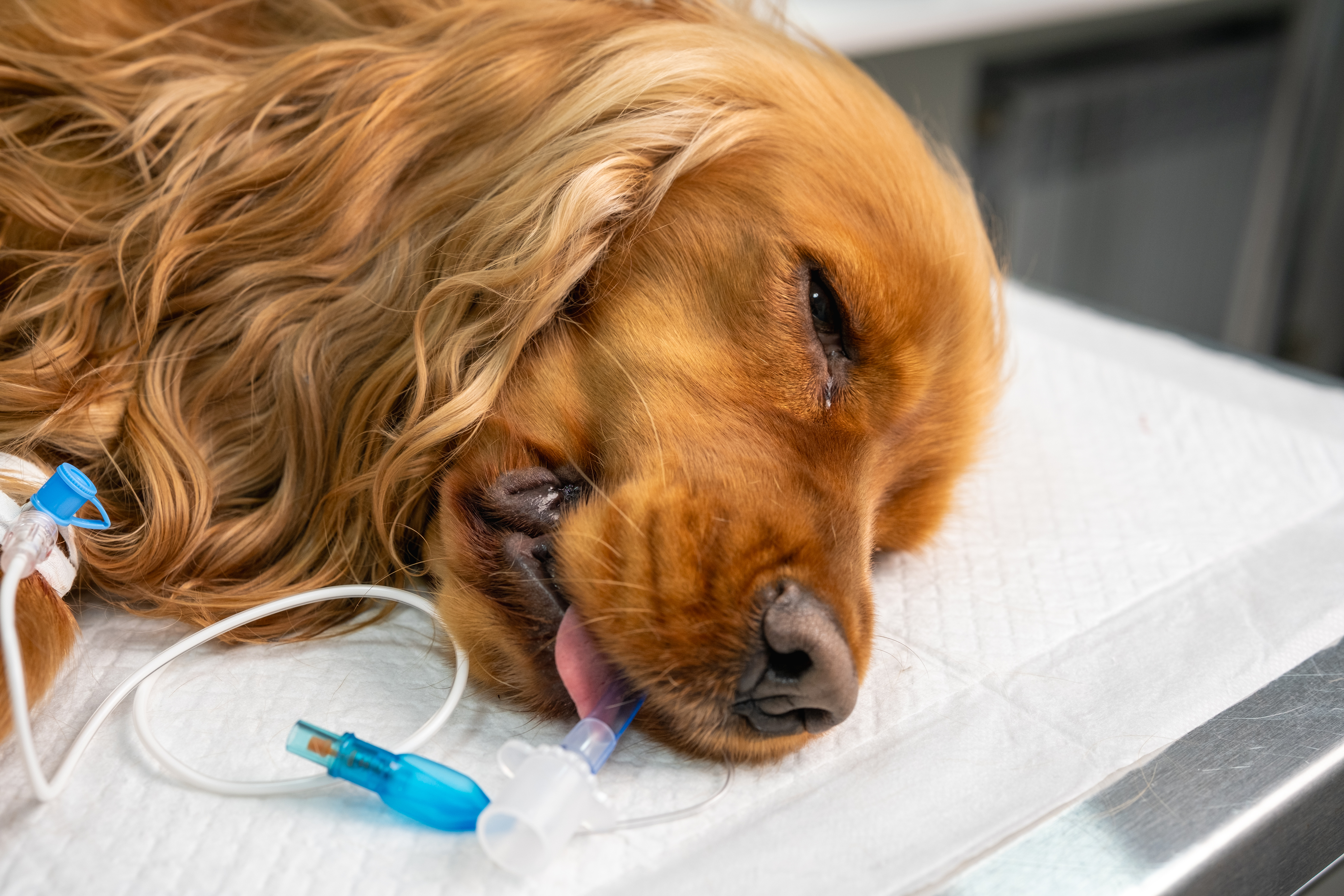 Resources for Veterinary Students