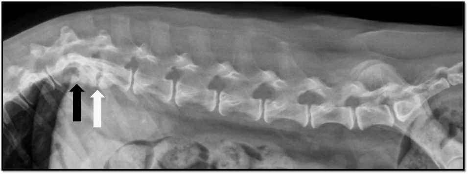 Close-up view of a radiograph of the spine of a dog.
