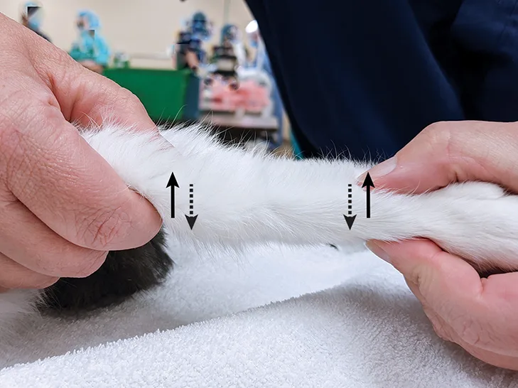 Hands holding stifle and hock of a cat with arrows showing directions to apply pressure for evaluating collateral ligaments.