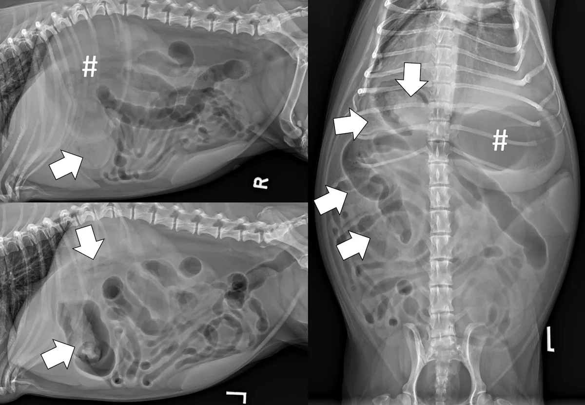 Three-view abdominal radiographs of a dog showing signs consistent with acute pyloric outflow obstruction.