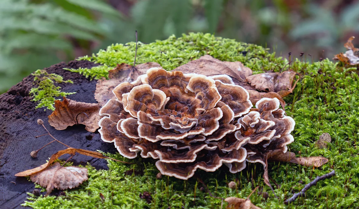 A large, multi-layered mushroom with a brown and white coloration is growing on a decaying log, surrounded by green moss and fallen leaves. The setting is a forest floor, highlighting the natural habitat where this fungus thrives.