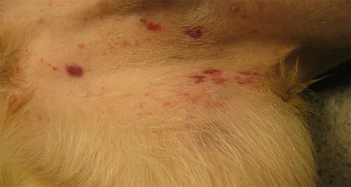 Multiple pink to red flat lesions of varying size on caudoventral trunk and groin of a dog.