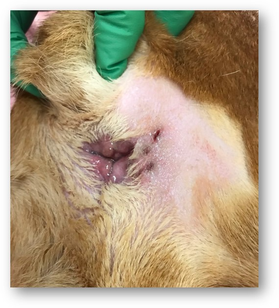 Perianal abscess dog clearance treatment