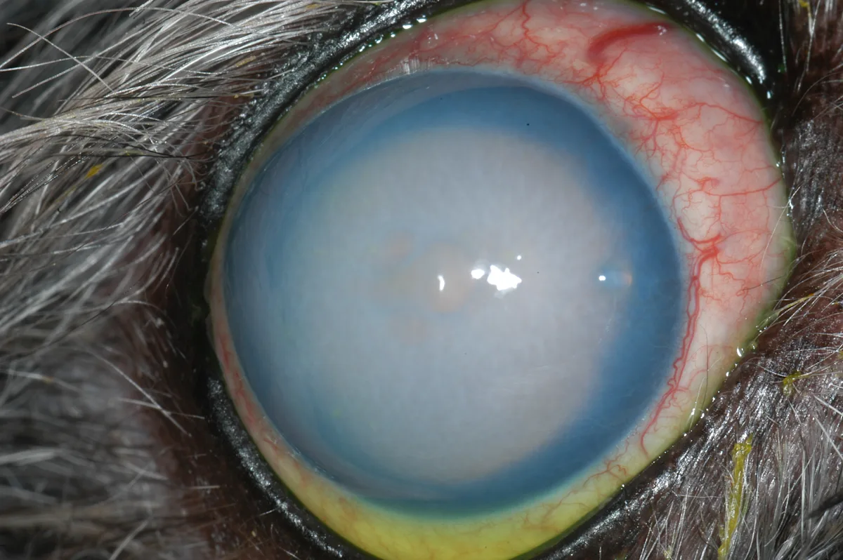 A dog’s eye that appears white with a dark blue rim, round raised central lesion, and scleral injection.
