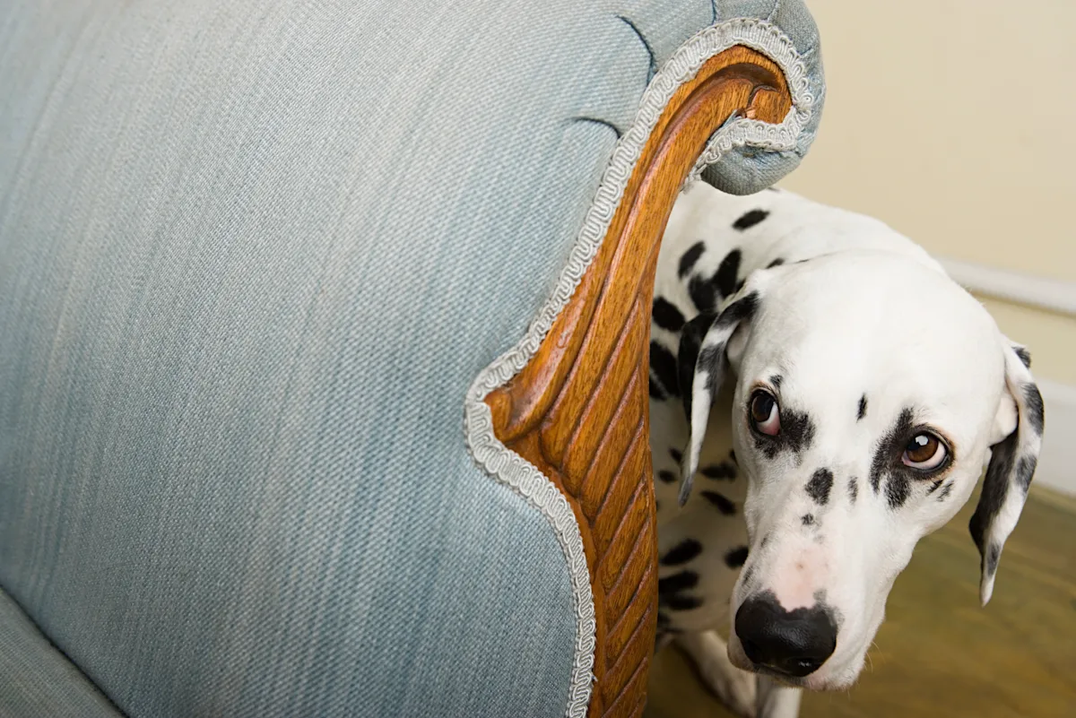 A Dalmatian hiding behind a blue indoor couch.