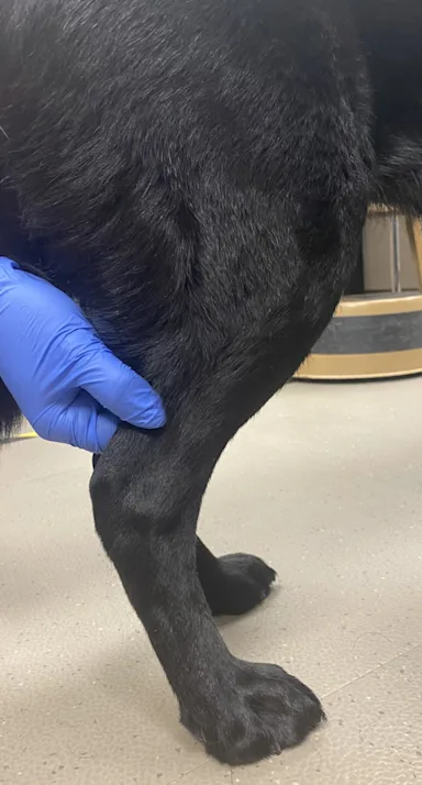 Picture of Identifying Canine Hindlimb Lameness | Clinician’s Brief