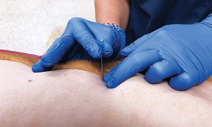 Gloved hands preparing to insert needle into shaved skin of a dog.