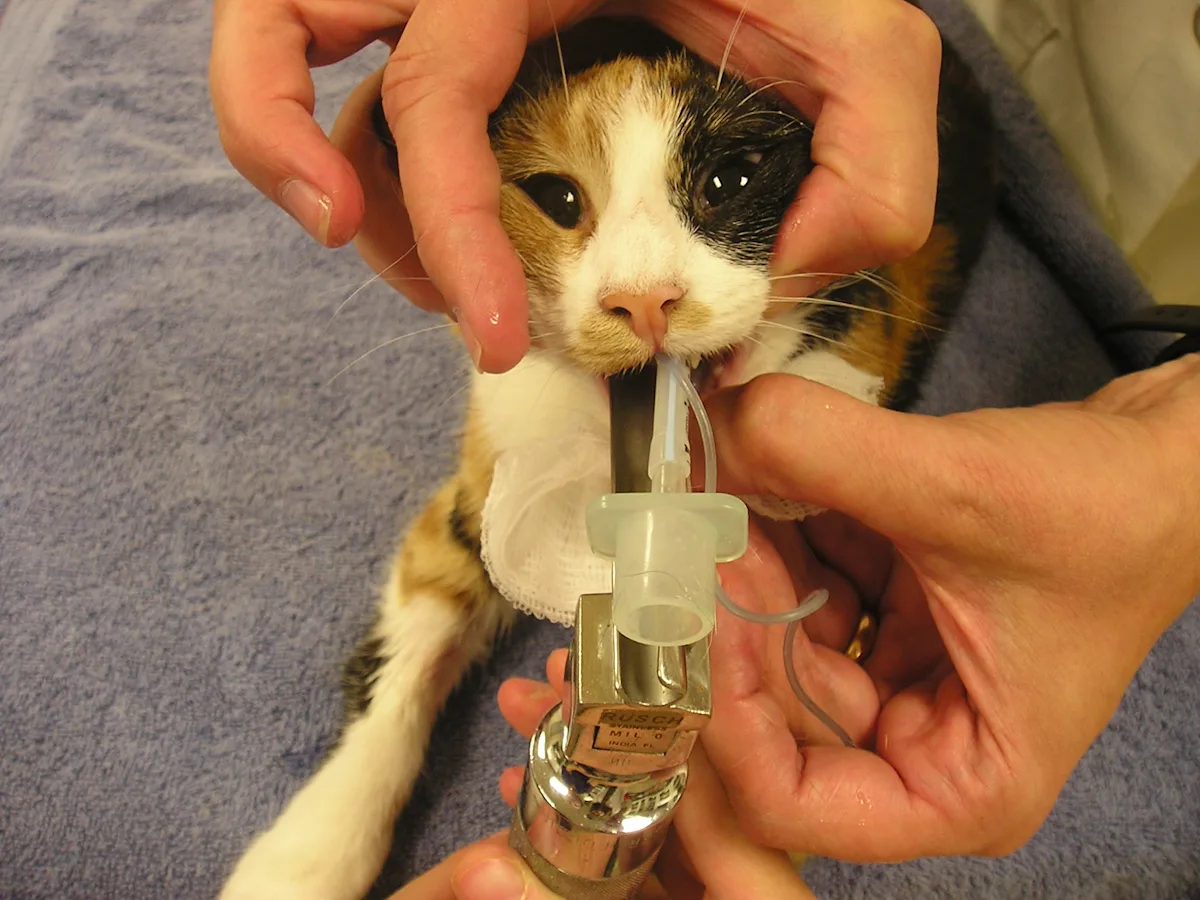 An anesthetized feline patient being intubated.