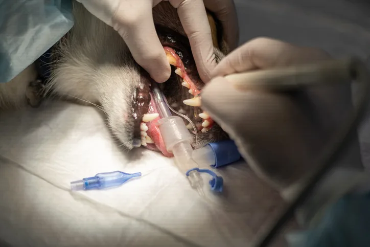 An intubated canine patient is undergoing a dental cleaning. 
