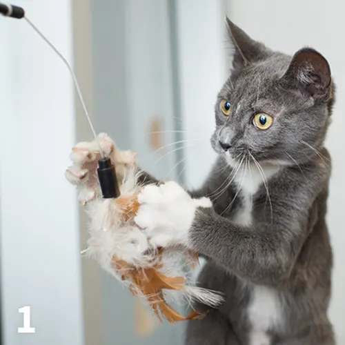 A gray and white cat playing with a toy.