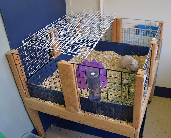 Guinea pig breeding cages best sale