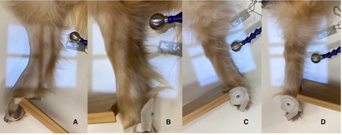 A wooden block pressed against the paw of a dog in varying angles.