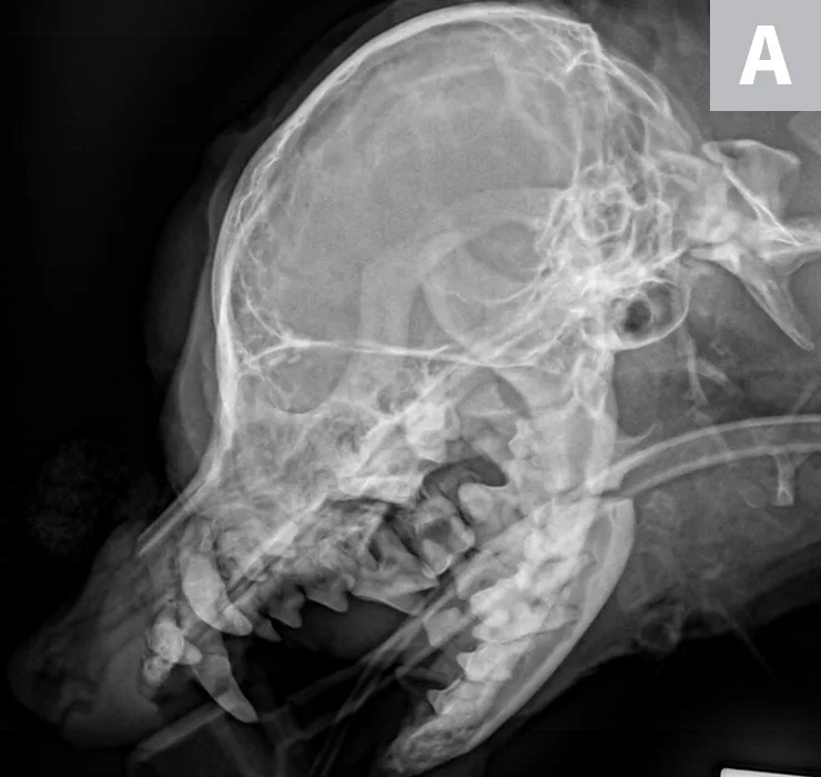 selected slide image