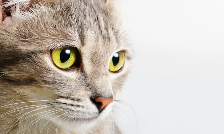 Cat looking off into the distance against a white background.
