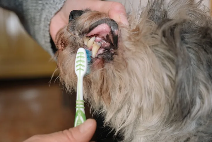 A dog getting its teeth brushed.