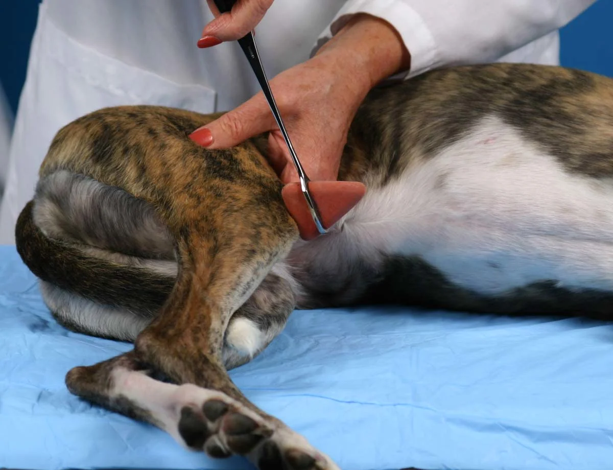 selected slide image