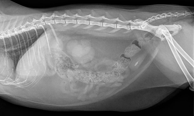 Struvite bladder outlet stones in cats