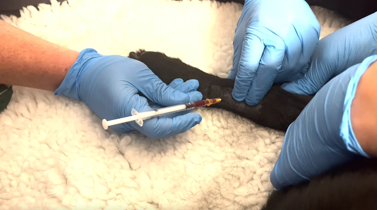 Blood filling a syringe.