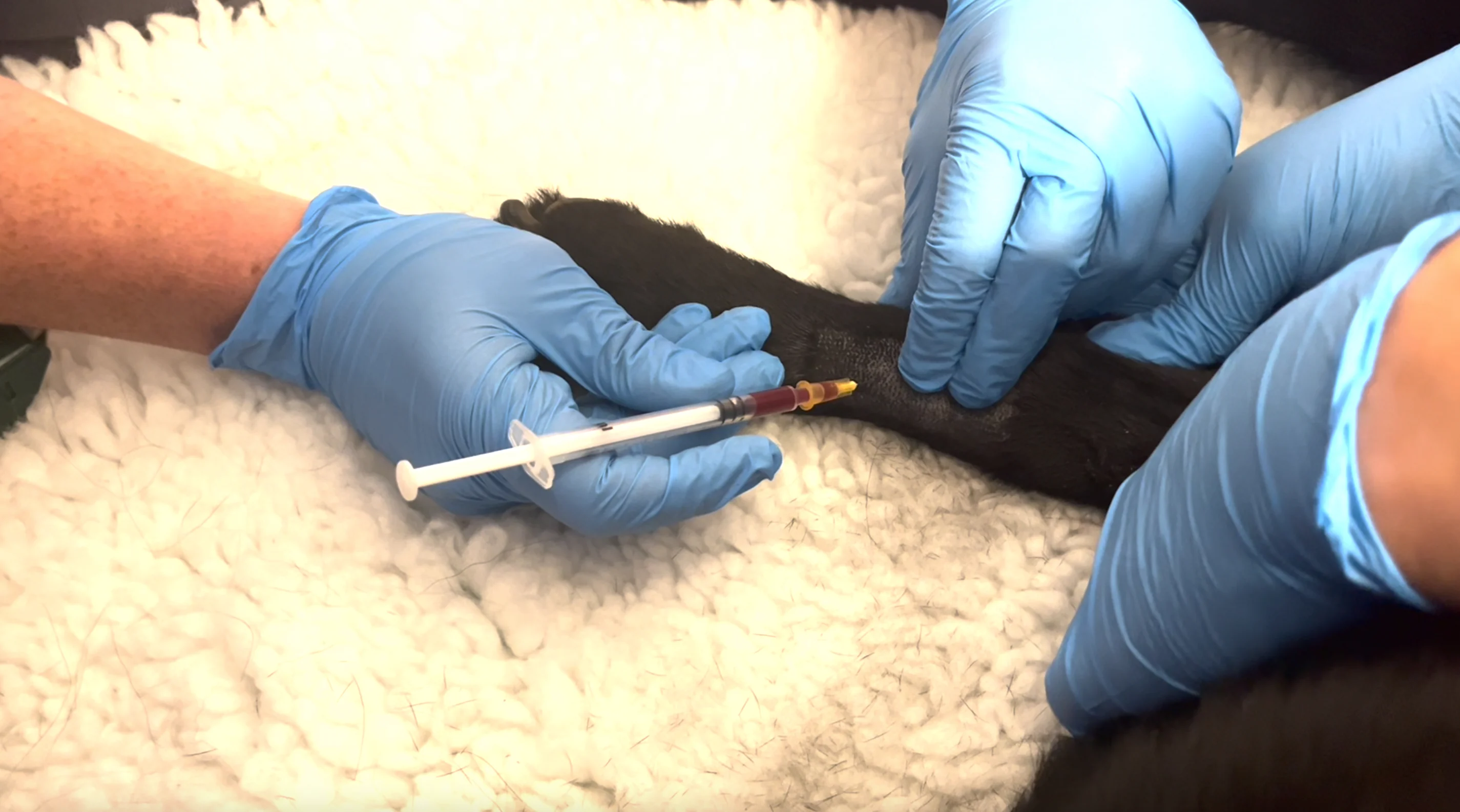 Blood filling a syringe.