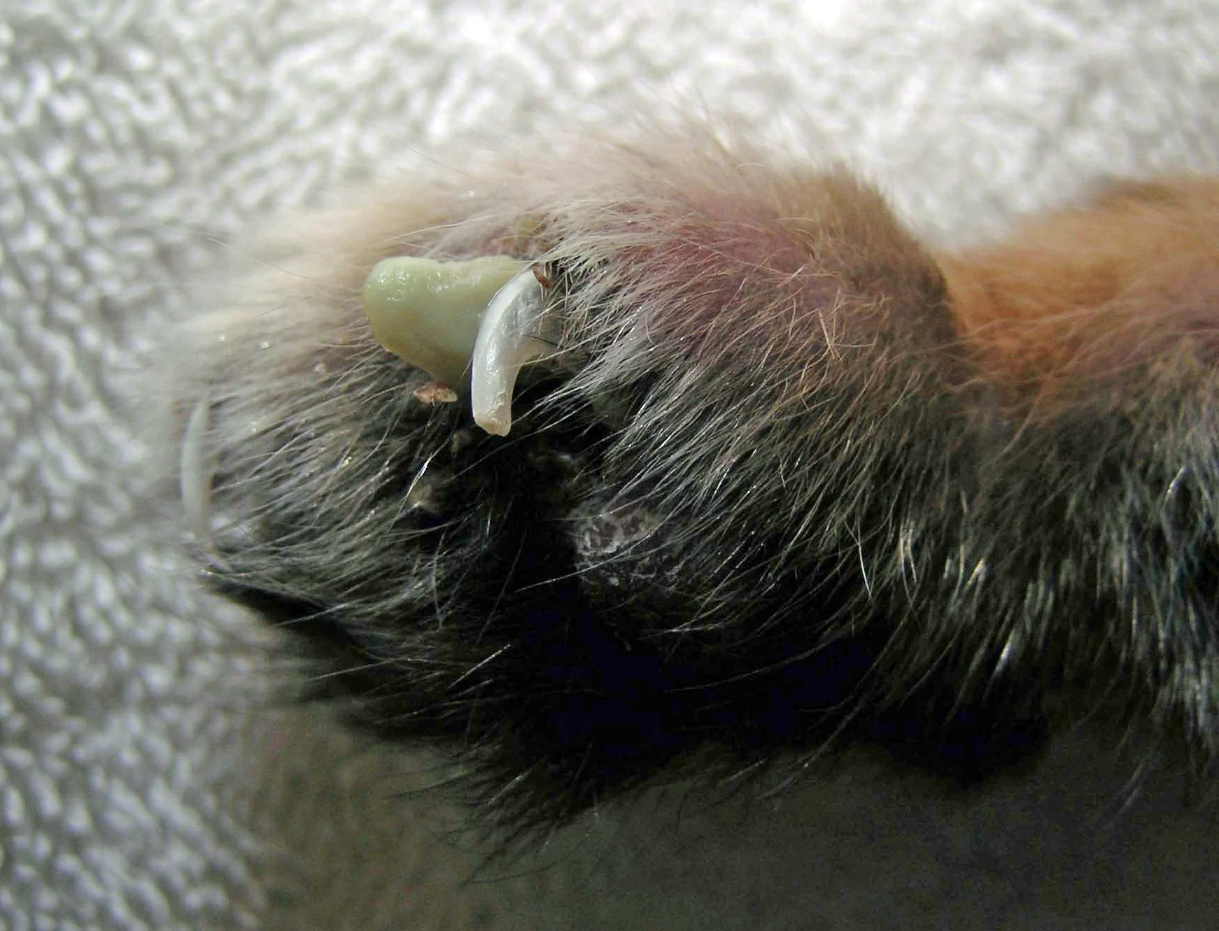 Close-up of thick yellow to green discharge emerging from ungual fold of a cat.