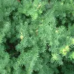 A dense cluster of green yew foliage is shown, featuring needle-like leaves that are dark green and arranged in a spiral pattern. This plant is important to note in veterinary contexts due to its potential toxicity to pets if ingested.