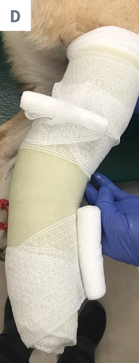 Gloved hand applying elastic gauze over fiberglass bandaging material on forelimb of dog.