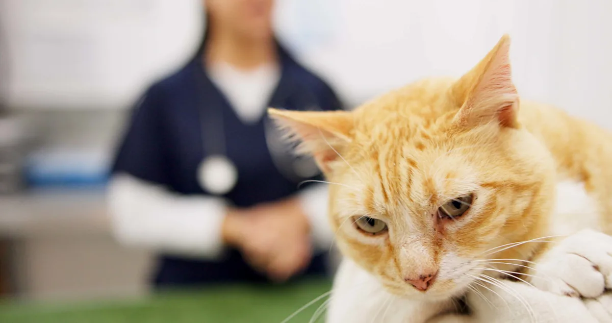 An orange cat being held by owner with a veterinary professional standing in the background. 