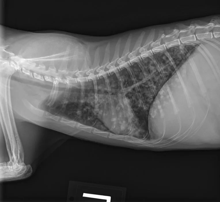 Left lateral thoracic radiograph of a cat.