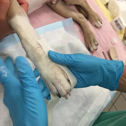 selected slide image