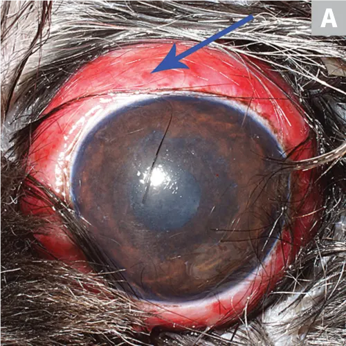 Proptosed dog eye with hyperemic subjunctiva surrounding globe border and spots of subjunctival hemorrhage.