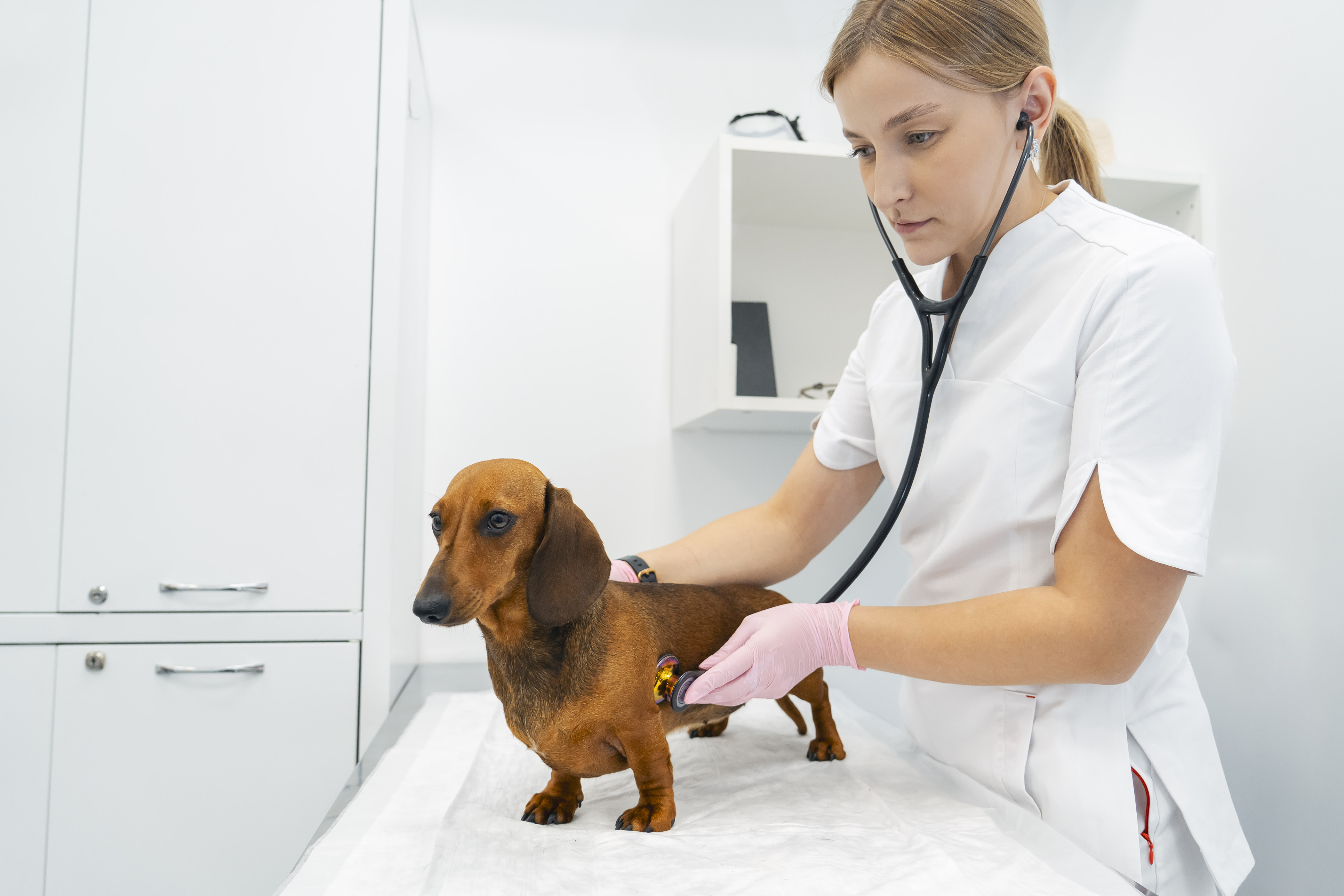 Your Go-To Resource for Veterinary Essentials & Insights