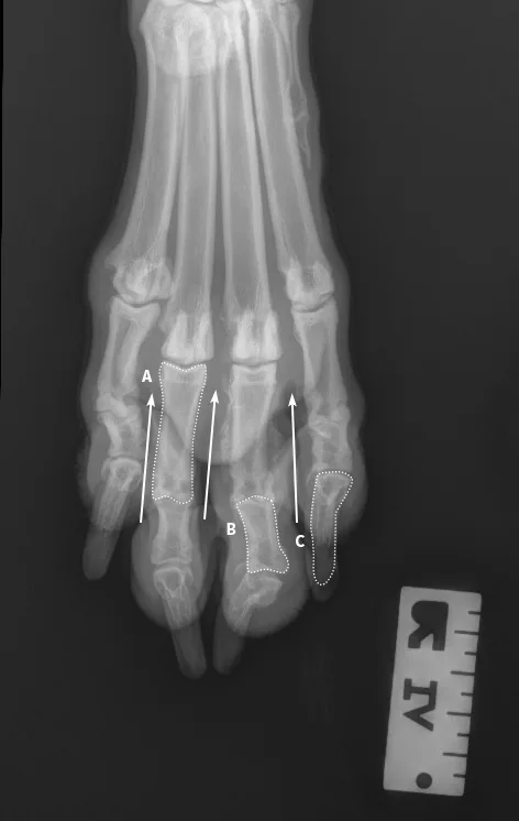 Radiographic images of a dog’s foot.