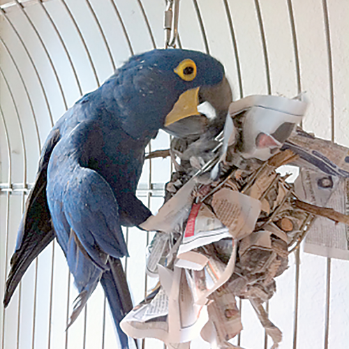 Image showcasing Environmental Enrichment for Pet Psittacines | Clinician's Brief