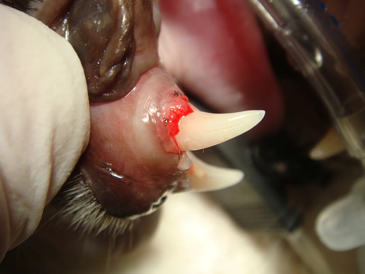 selected slide image