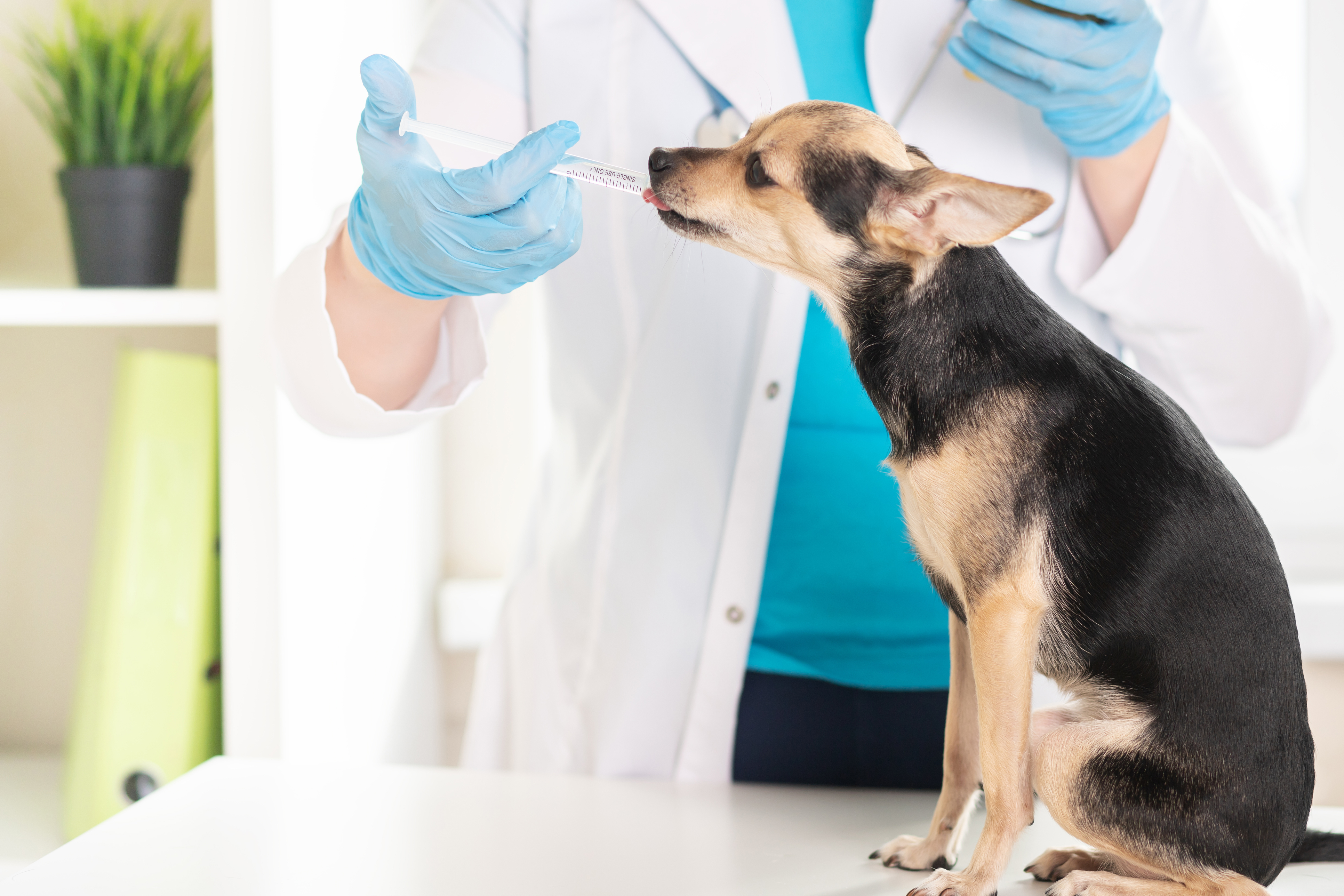 Trusted daily essentials for today's veterinarians | Clinician's Brief